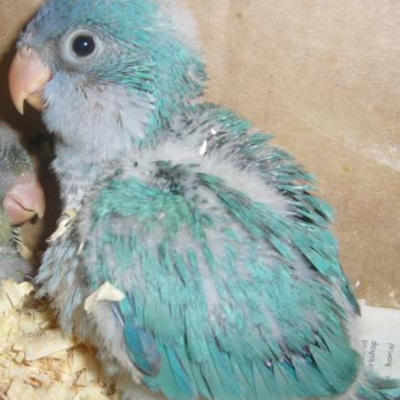 Timeline: Nardo's life