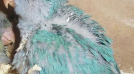 Timeline: Nardo's life