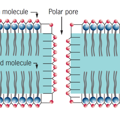 Timeline: Membrana Plasmatica