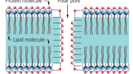 Timeline: Membrana Plasmatica