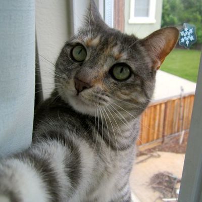 Timeline: American History Semester 1