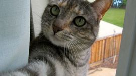 Timeline: American History Semester 1