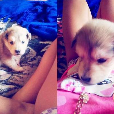 Timeline: me dieron la perrita por juiciosa