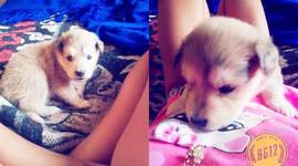 Timeline: me dieron la perrita por juiciosa