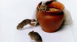 Timeline: History of Spontaneous Generation