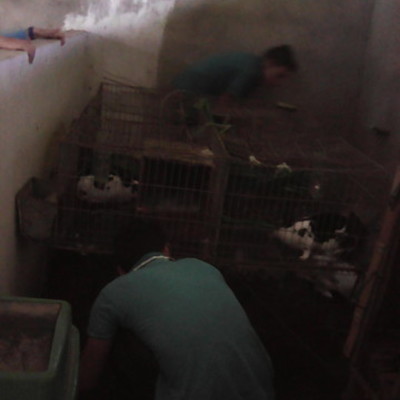 Timeline: proyecto de cunicultura