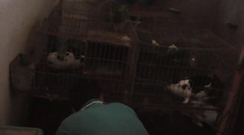 Timeline: proyecto de cunicultura