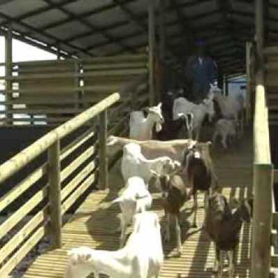 Timeline: PROYECTO PEDAGÓGICO DE AULA LOS CABROS