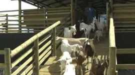 Timeline: PROYECTO PEDAGÓGICO DE AULA LOS CABROS