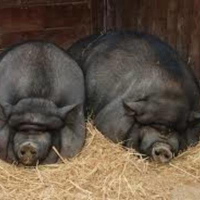 Timeline: skateboarding