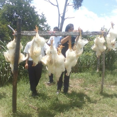 Timeline: LINEA  DE PROYECTO DE POLLOS