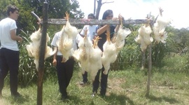 Timeline: LINEA  DE PROYECTO DE POLLOS