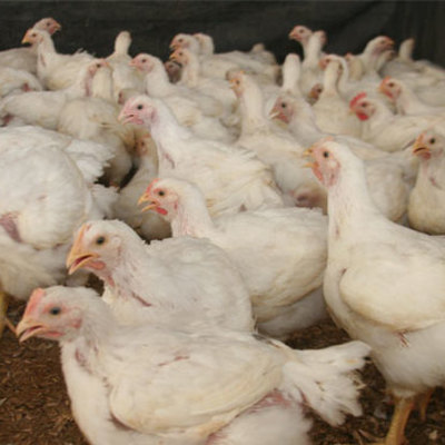 Timeline: LINEA DE TIEMPO PROYECTO DE POLLOS