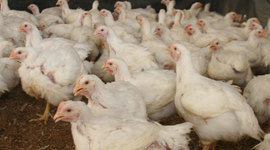 Timeline: LINEA DE TIEMPO PROYECTO DE POLLOS