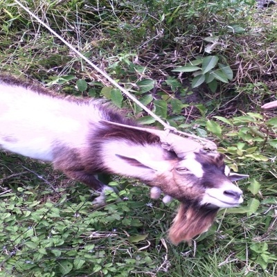 Timeline: proyecto producción de cabros