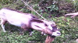 Timeline: proyecto producción de cabros