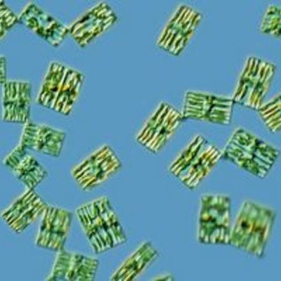 Timeline: La Célula