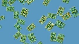 Timeline: La Célula