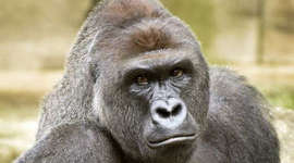 Timeline: Programming Languages