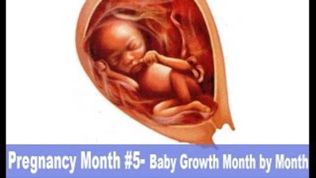 pregnancy five month baby