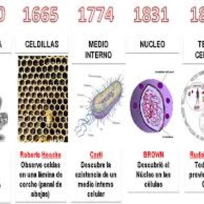 Timeline: la célula