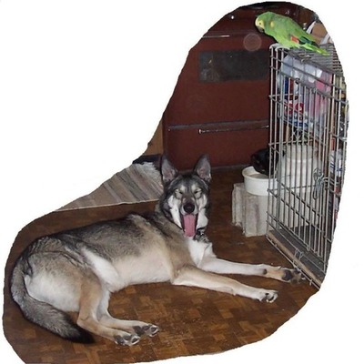 Timeline: Me and My ANIMALS