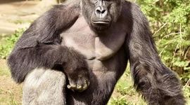 Timeline: Harambe