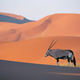 Oryx antelope