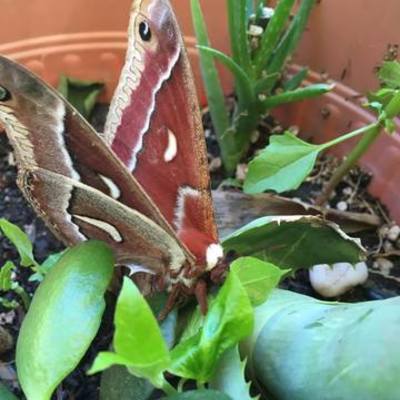 Timeline: Mi historia