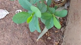 Timeline: Projeto tecnolótico kn contra a dengue. Crotalaria broto