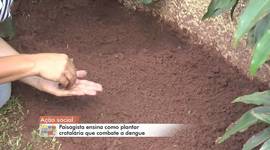 Timeline: Projeto Tecnológico KN Contra a Dengue: Crotalária