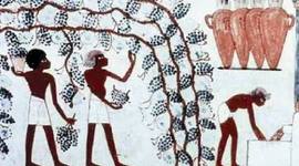Timeline: Historia del vino