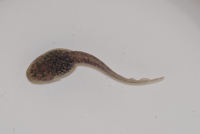 Лодочный мотор tadpole