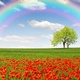 Ws poppy field trees rainbow sky 852x480