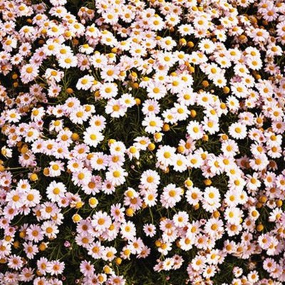 Timeline: Paige's Ancient Timeline