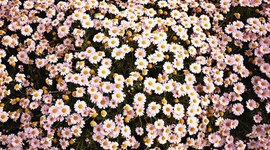 Timeline: Paige's Ancient Timeline