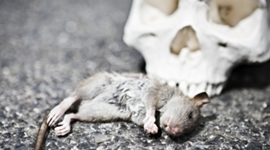 Timeline: Block 1 Last First 2018 Timeline