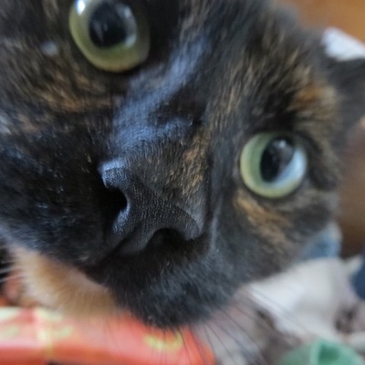 Timeline: Karen Blixens kedelige liv