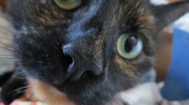 Timeline: Karen Blixens kedelige liv