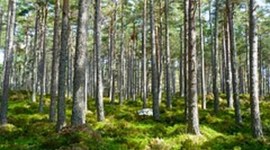 Timeline: Historia del desarrollo sostenible