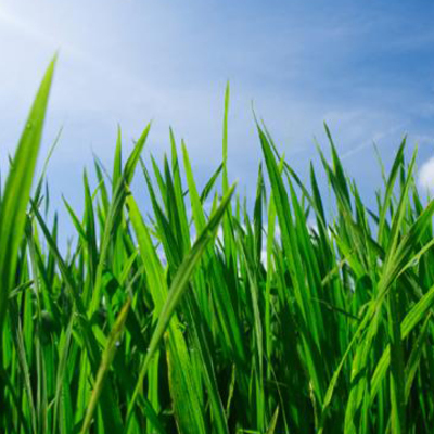 Timeline: Life Cycle of a Butterfly