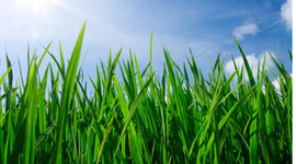 Timeline: Life Cycle of a Butterfly