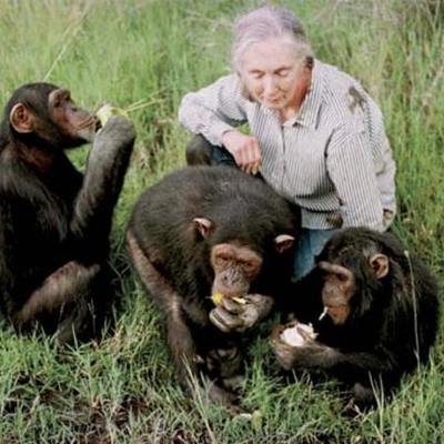 Timeline: Jane Goodall