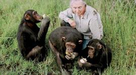 Timeline: Jane Goodall