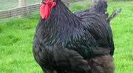 Timeline: WWI:January 1, 1910- December 31, 1918