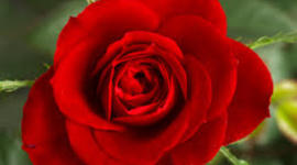 Timeline: The Growth of Plants