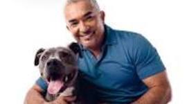Timeline: Cesar millan