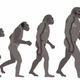 Ape to man evolution