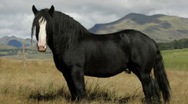 Timeline: Horse riding