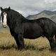 Percherons400x266